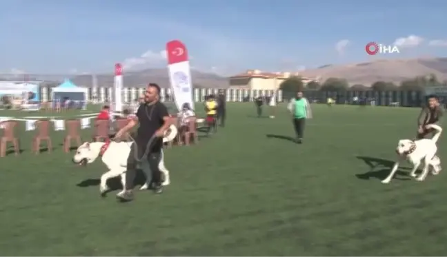 Türk çoban köpeği ırkları podyuma çıktı