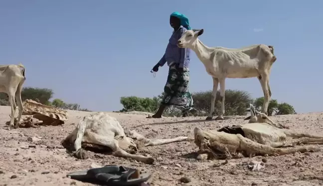 Afrika Boynuzu'ndaki İklim Sorunları Çiftlik Hayvanlarını Yok Ederken Çok Sayıda İnsan Yer Değiştirmek Zorunda Kalıyor