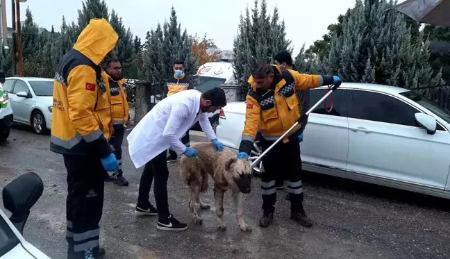 Kuduz vakası yüzünden alarma geçen Adıyaman'da aşılama çalışmaları başladı