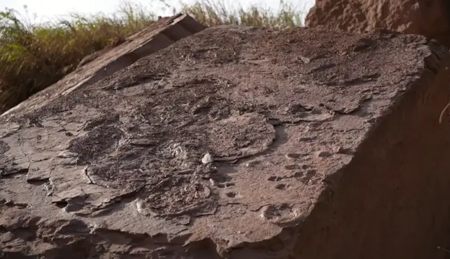 Çin'in Güneydoğusunda, Nadir Görülen Fosilleşmiş Dinozor Ayak İzleri Bulundu