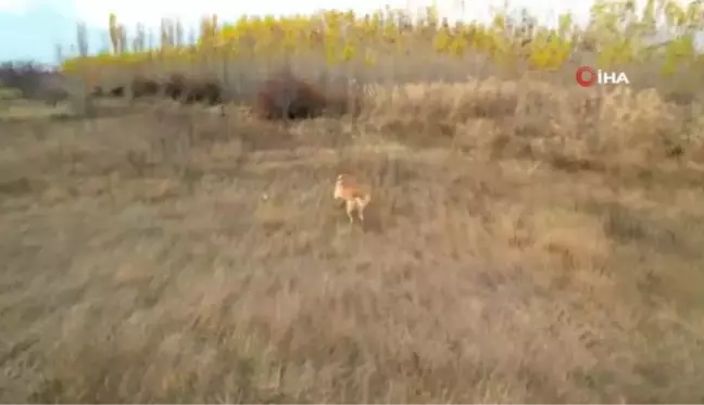 Çoban köpeğinin domuz sürüsüyle burun buruna geldiği anları spiker gibi anlattı...O anlar böyle kaydedildi