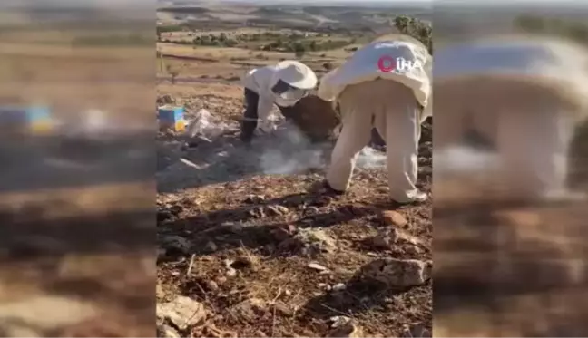 Ağaç kovuğunda yuva yapan arılar ve bal özenle çıkartıldı