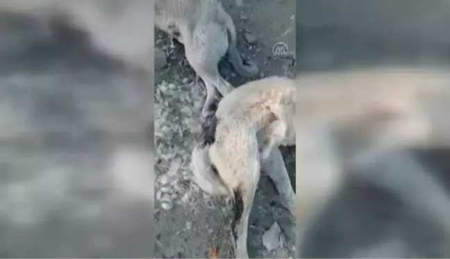 Sahipsiz köpeklerin zehirlendiği iddiasına soruşturma