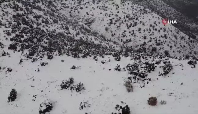 Elazığ'da karla kaplı arazide domuz sürüsü böyle görüntülendi