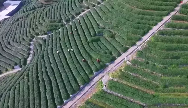 Çin'in Leziz Aromasıyla Ünlü Longjing Çayı İçin Hasat Başladı