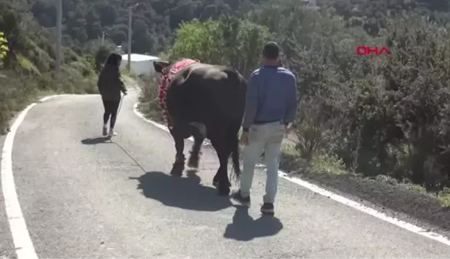 'BOĞALARIN EFESİ' BUSE, 'GOCA ÇINAR' İLE RAKİPLERİNE MEYDAN OKUYOR