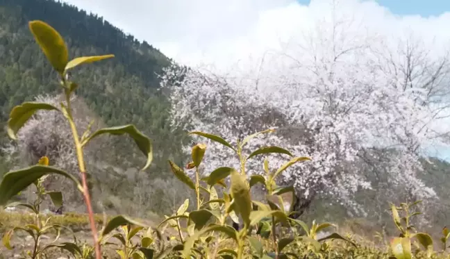 Çay Sektörü Çin'in Tibet Bölgesindeki Ücra Köye Refah Getirdi