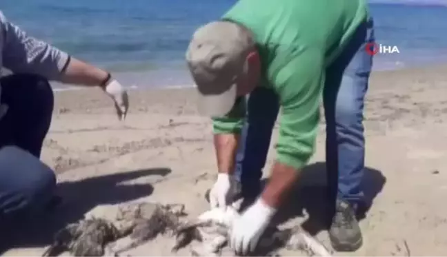 Kuşadası'nda 'yelkovan kuşları' telef olmuş halde bulundu