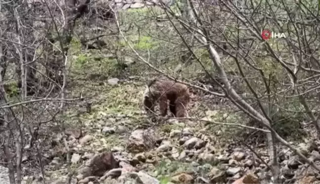 Munzur Vadisi'nde yeşeren otlarla beslenen bozayı böyle görüntülendi