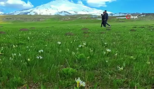 Süphan Dağı etekleri kardelenlerle süslendi