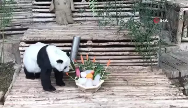 Tayland'da dev panda Lin Hui 21 yaşında hayatını kaybetti