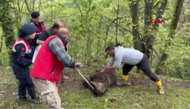 ZONGULDAK'TA BELDEN AŞAĞISI TUTMAYAN AYI TEDAVİYE ALINDI