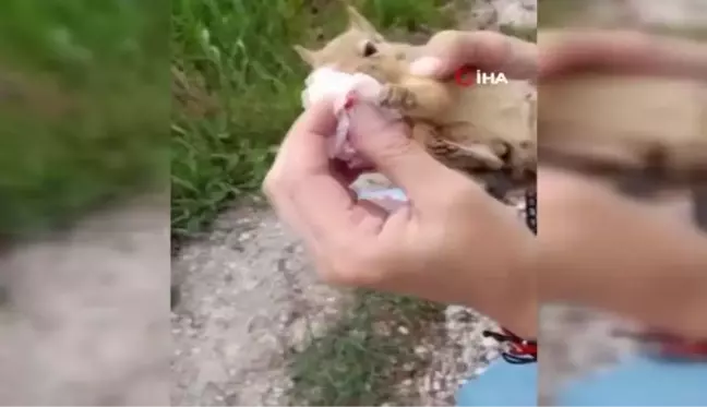 Yolda yaralı bulduğu sincaba vatandaştan şefkat eli