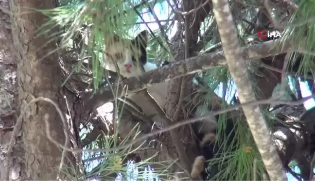 İtfaiye müdürlüğü bahçesindeki ağaçta, kedi kurtarma operasyonu