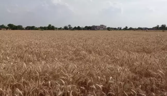 Hindistan'da Zamansız Yağan Yağmurlar Buğday Çiftçilerini Zora Soktu