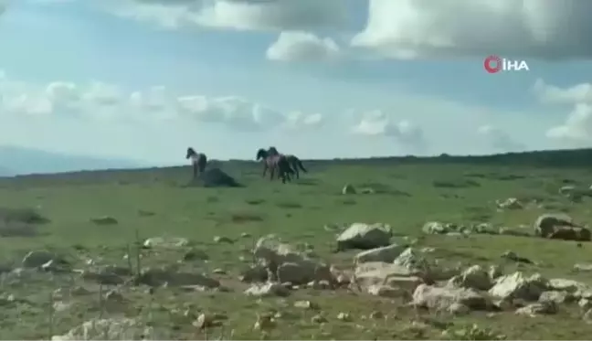 Göletlerden su içen yılkı atları böyle görüntülendi