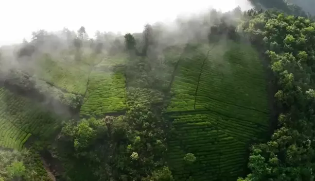 Çin'in Anhui Eyaletindeki Sis Kaplı Çay Tarlasının Muhteşem Manzarası