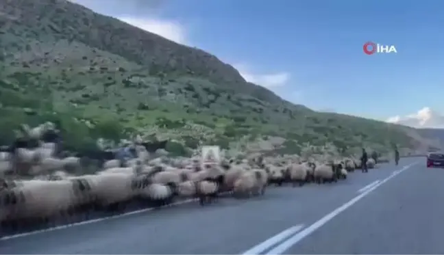 Göçerlerin zorlu yayla yolculuğu başladı