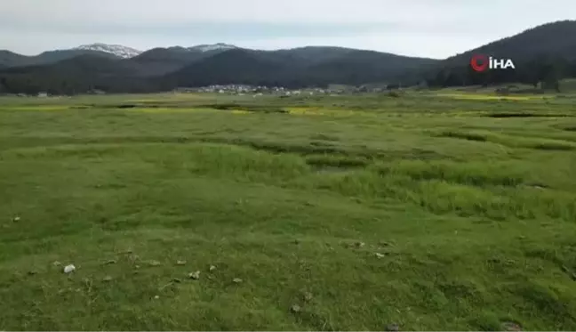 Bolu'nun her mevsim ayrı güzel yaylası: Sarıalan