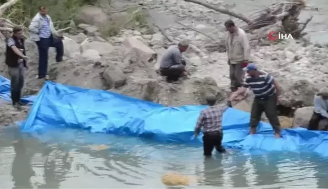 Coğrafi işaretli Tosya pirincinde zorlu ekim mesaisi başladı