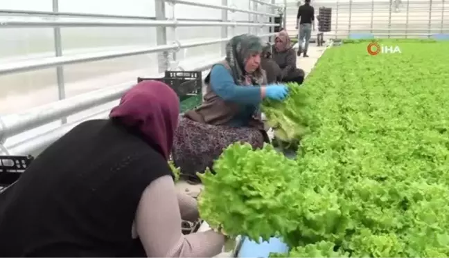 Jeotermal seranın ilk ürünleri ücretsiz olarak vatandaşlara dağıtıldı