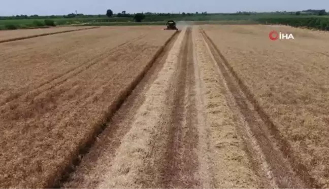 Rekolte yüksek olacak, stratejik ürün buğdayda hasat başladı