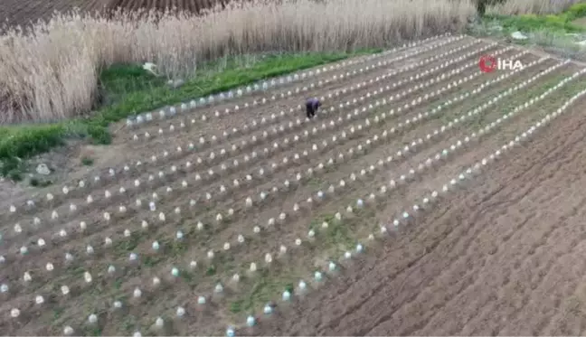 Çiftçi, Doludan Korumak İçin Plastik Pet Şişeler Kullandı