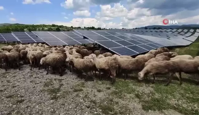 Kosova'da güneş enerjisi panellerinin temizleyicisi: Koyun ve keçiler