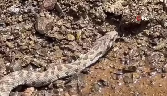 Tunceli'de Ortadoğu ve Orta Asya'da yaşayan Kocabaş Yılanı görüntülendi