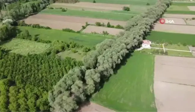 Yozgat'ın ağaç tünelli yolu görenleri hayran bırakıyor