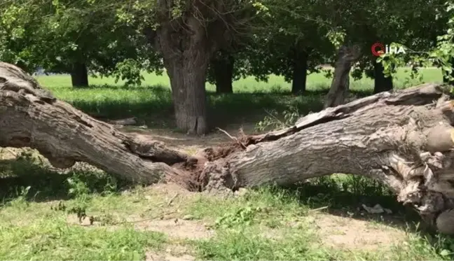 Asırlık dut ağacı ortadan ikiye ayrılıp devrildi