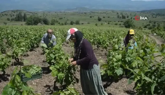 Tokat'ta bağ yaprağı hasadı başladı