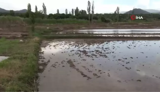 Sağanak yağış çeltik arazilerine zarar verdi
