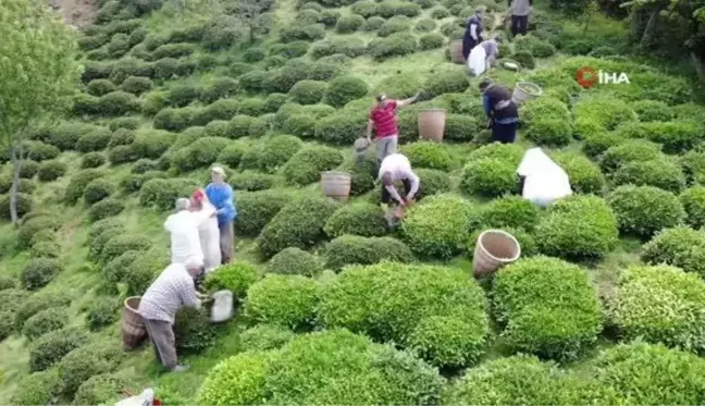 Fındık diyarı Ordu'da ilk çay hasadı başladı