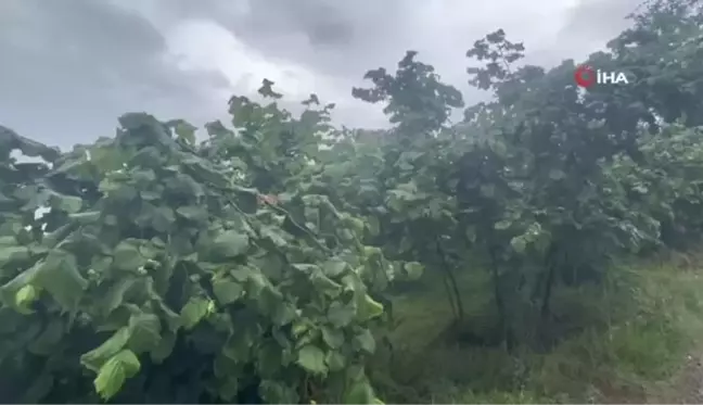 Karadeniz'de Yaşanan Olumsuz Hava Şartları Fındık Üreticilerini Endişelendiriyor