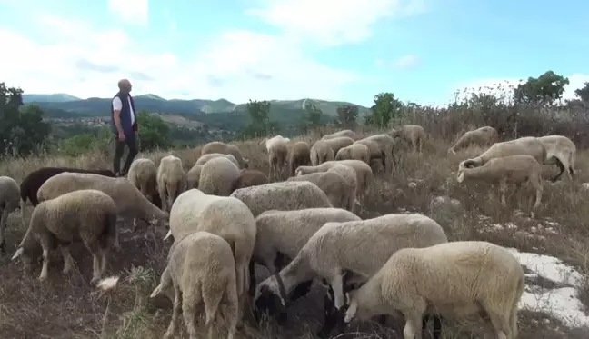 Hayvancılık yapmak zorlaşıyor: Kurban fiyatları vatandaşa pahalı geliyor