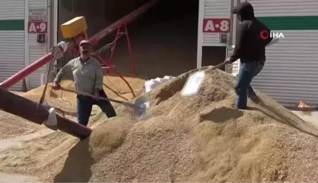 Mardin'de çiftçiler hububatta rekolteden memnun