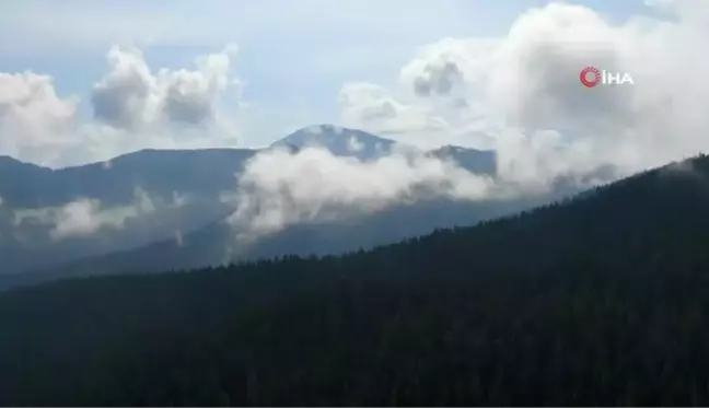 Sis Bulutları ile Kaplanan Ilgaz Dağı'nda Mest Eden Görüntüler