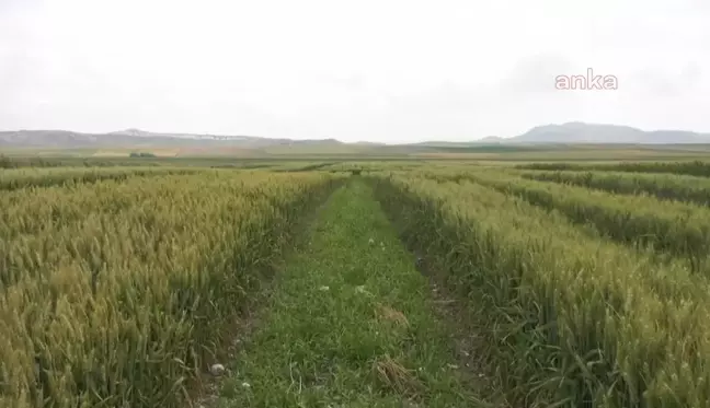 Ankara'da Milli Tohum Tanıtımı ve Tarla Günleri düzenlendi