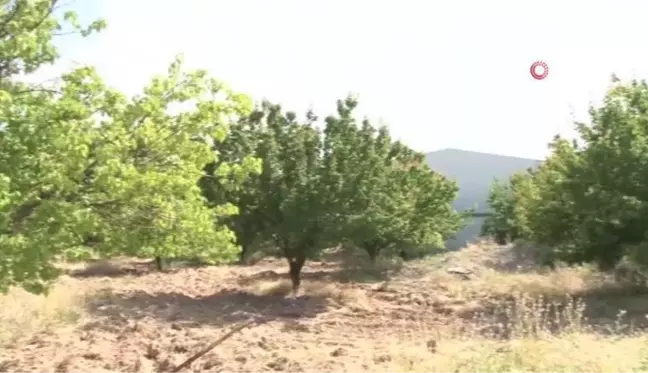 Malatya'da kayısı rekoltesinde düşüş bekleniyor