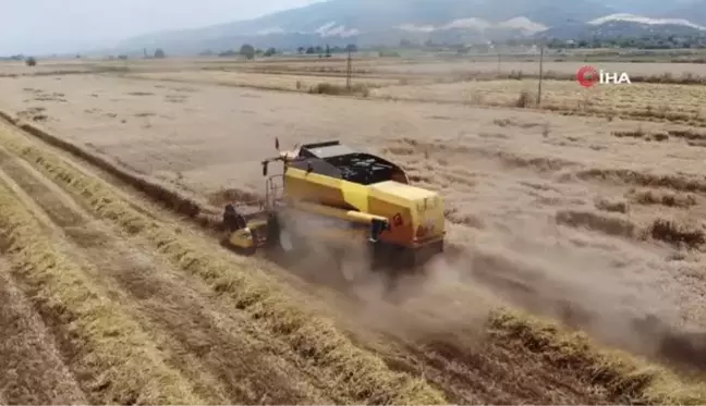 Buğday Üreticileri Hasat İçin Zamanla Yarışıyor