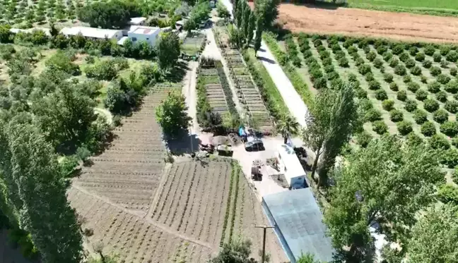 Edremit Belediyesi'nin ata tohumu projesi meyvelerini vermeye başladı