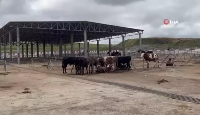 Yozgat'ta canlı hayvan pazarları açıldı