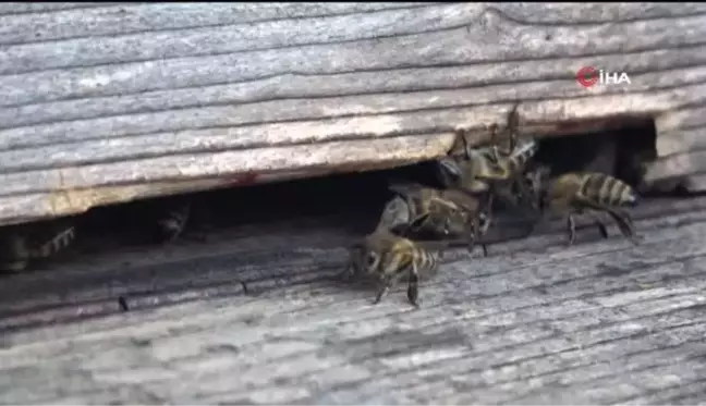 Arılar yağışlı hava şartlarından olumsuz etkilendi, bal rekoltesinde düşüş bekleniyor