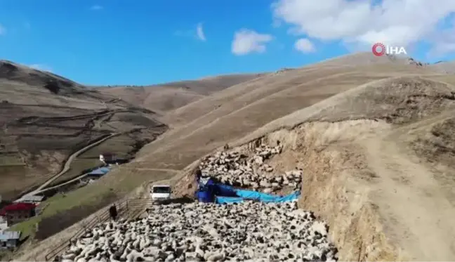 Bayburt'ta Küçükbaş Hayvanlar Temizlendi ve İlaçlandı