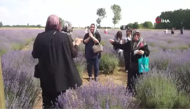 Edirne'de Lavanta Tarla Günleri Başladı