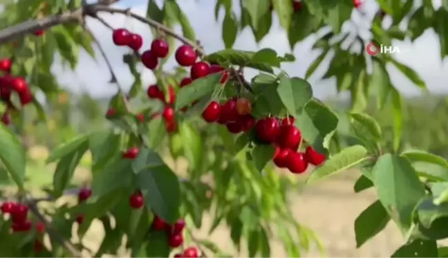 Kuşadası'nda Kiraz Hasadı Devam Ediyor