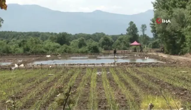 Osmanlı saray mutfağının pirinci tarlaya dron ile ekildi