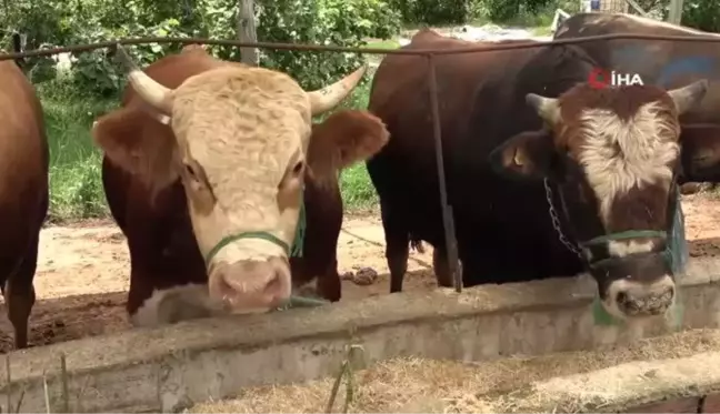 Besicilerin gözü 9 günlük bayram tatilinde