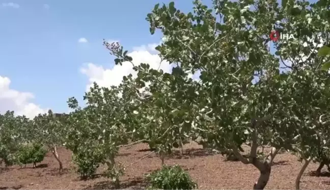 Siirt'ten ülke ekonomisine 10 milyar TL katkı